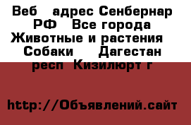 Веб – адрес Сенбернар.РФ - Все города Животные и растения » Собаки   . Дагестан респ.,Кизилюрт г.